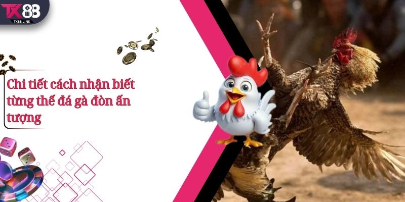 Top 5+ Thế Đá Gà Đòn Hay Và Cách Nhận Biết Cực Chuẩn  3 Chi tiết cách nhận biết từng thế đá gà đòn ấn tượng