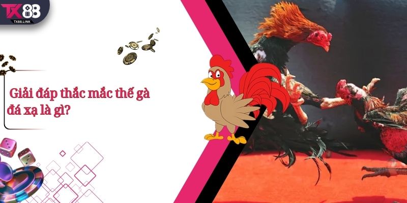 Giải đáp thắc mắc thế gà đá xạ là gì?