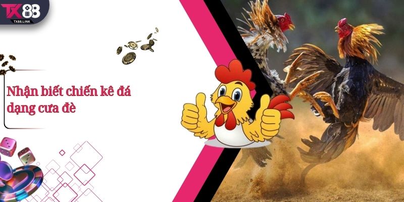 Top 5+ Thế Đá Gà Đòn Hay Và Cách Nhận Biết Cực Chuẩn  4 Nhận biết chiến kê đá dạng cưa đè