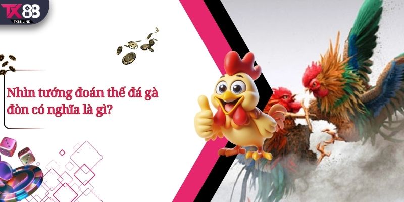 Top 5+ Thế Đá Gà Đòn Hay Và Cách Nhận Biết Cực Chuẩn  2 Nhìn tướng đoán thế đá gà đòn có nghĩa là gì?